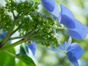100年前と、紫陽花 100年前と、紫陽花
