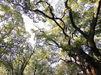 51.化学物質過敏症(CS) 身近な森林浴のすすめ 51.化学物質過敏症(CS) 身近な森林浴のすすめ