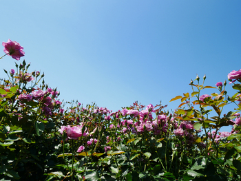 夏の朝空とバラの花 夏の朝空とバラの花