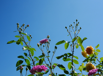 夏の朝空とバラの花 夏の朝空とバラの花