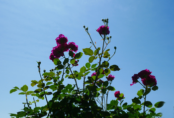 夏の朝空とバラの花 夏の朝空とバラの花