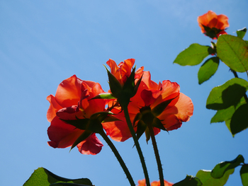 夏の朝空とバラの花 夏の朝空とバラの花
