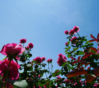 夏の朝空とバラの花 夏の朝空とバラの花