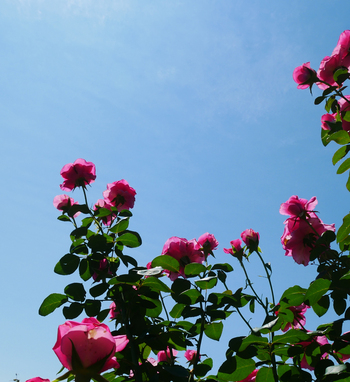 夏の朝空とバラの花 夏の朝空とバラの花
