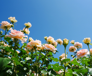 夏の朝空とバラの花 夏の朝空とバラの花