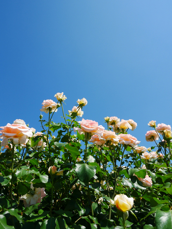 夏の朝空とバラの花 夏の朝空とバラの花