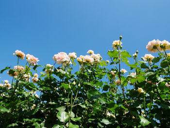 夏の朝空とバラの花 夏の朝空とバラの花