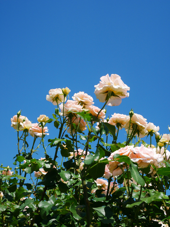 夏の朝空とバラの花 夏の朝空とバラの花