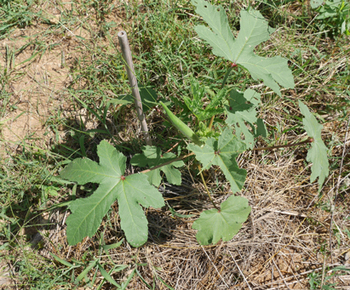 おいしく、安全な野菜 おいしく、安全な野菜