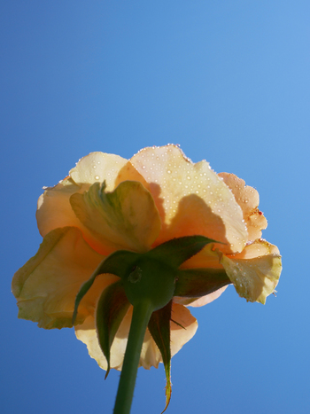 夏の朝空とバラの花 夏の朝空とバラの花