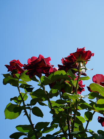 夏の朝空とバラの花 夏の朝空とバラの花