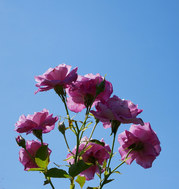 夏の朝空とバラの花 夏の朝空とバラの花