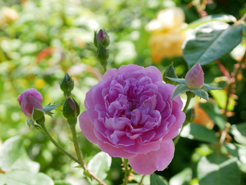 夏の朝空とバラの花 夏の朝空とバラの花