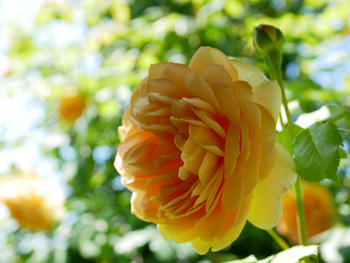 夏の朝空とバラの花 夏の朝空とバラの花