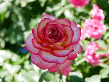 夏の朝空とバラの花 夏の朝空とバラの花