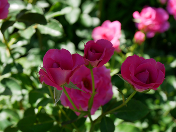 夏の朝空とバラの花 夏の朝空とバラの花