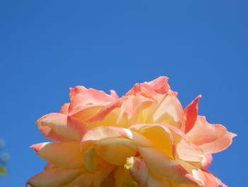 夏の朝空とバラの花 夏の朝空とバラの花