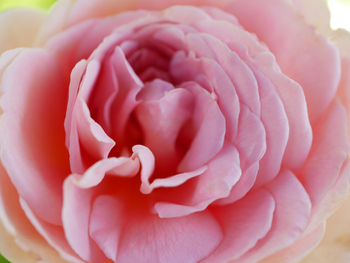 夏の朝空とバラの花 夏の朝空とバラの花