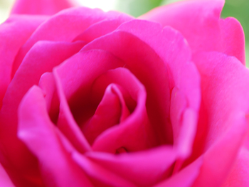 夏の朝空とバラの花 夏の朝空とバラの花