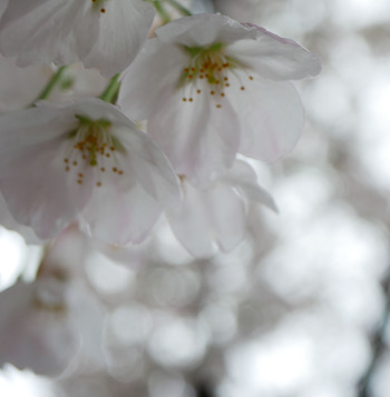 桜の季節 桜の季節