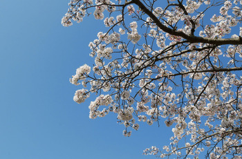桜の季節 桜の季節