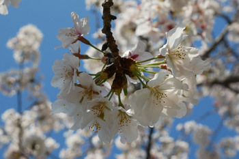 桜の季節 桜の季節