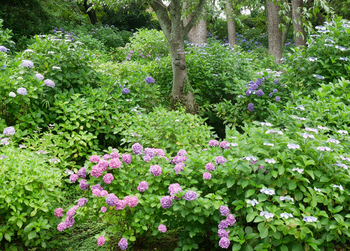 100年前と、紫陽花 100年前と、紫陽花