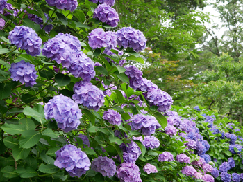 100年前と、紫陽花 100年前と、紫陽花