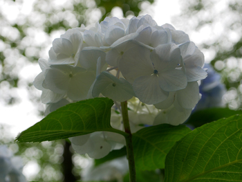 100年前と、紫陽花 100年前と、紫陽花
