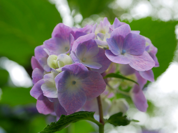 100年前と、紫陽花 100年前と、紫陽花