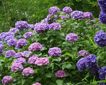 100年前と、紫陽花 100年前と、紫陽花