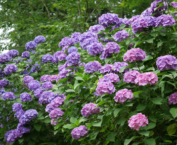 100年前と、紫陽花 100年前と、紫陽花