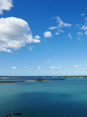 夏の朝空とバラの花 夏の朝空とバラの花