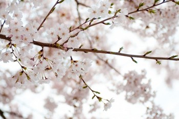 臨時休業 2017.3/28(火)~4/7(金)、4/10(月) 臨時休業 2017.3/28(火)~4/7(金)、4/10(月)