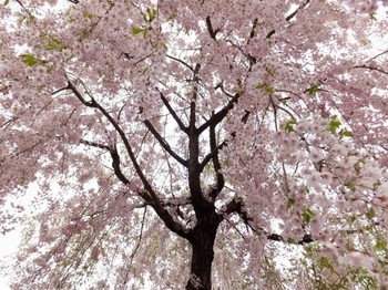 13.化学物質過敏症(CS)「衣類」 13.化学物質過敏症(CS)「衣類」