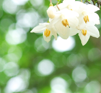 天然成分で害虫駆除 天然成分で害虫駆除