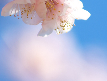 無農薬のブロッコリー お知らせ4/3(木)~4/6(日) 無農薬のブロッコリー お知らせ4/3(木)~4/6(日)