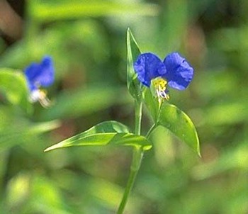 オーガニック販売店の現場から 無農薬野菜について5.