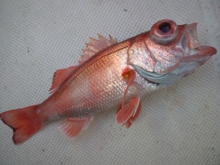 初釣り〜!