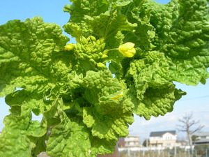 冷たい日でしたが、菜の花にほっと。