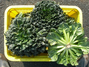 中国野菜ターサイです。