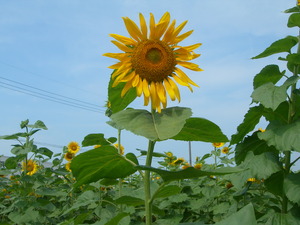 今日も暑くて、忙しくて・・・。