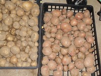 ジャガイモの収穫（＾＾）