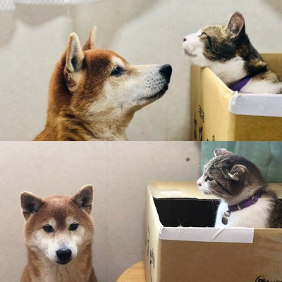 幸せメール柴犬 ムサシ君 幸せメール柴犬 ムサシ君