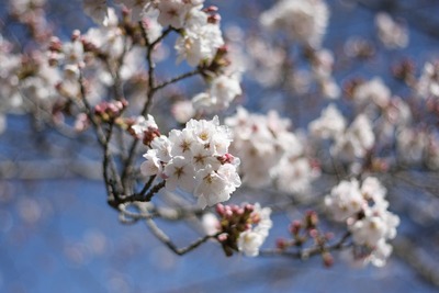 清明