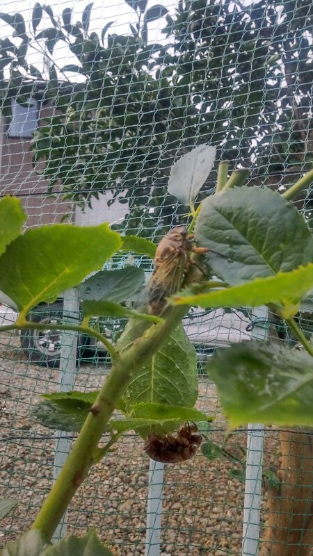 スイカの糠漬け スイカの糠漬け