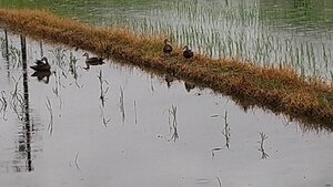 スイカの糠漬け スイカの糠漬け