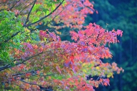 明後日２３日（水）は休まず営業致します。 2015/09/21 22:06:32