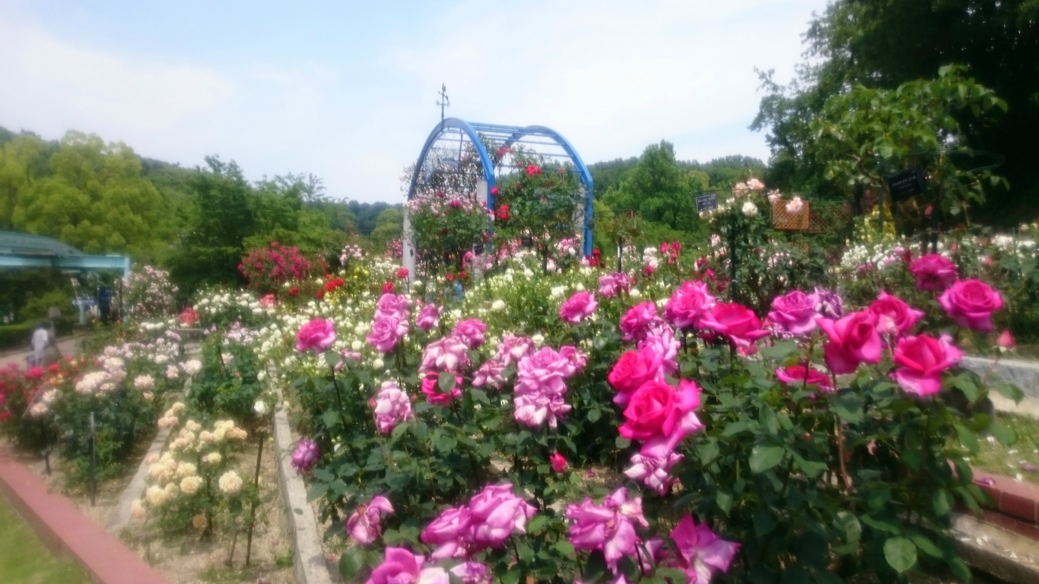 23年ごしのリベンジ。東山動植物園ＮＯ2「薔薇園」