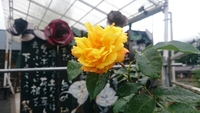 明日は代休を頂きます。 2015/05/25 21:28:05